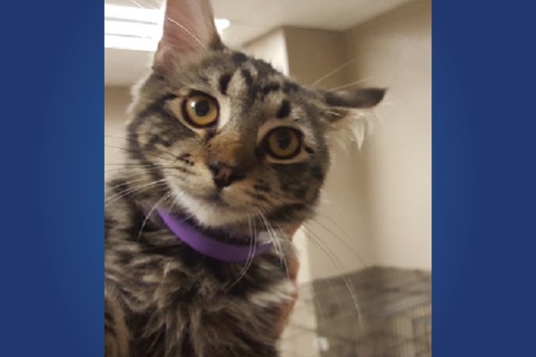 Pet of the Week, Sept. 26, 2017 – Ida