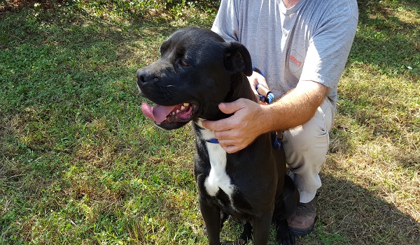 Pet of the Week, Oct. 31, 2017 – Shadow