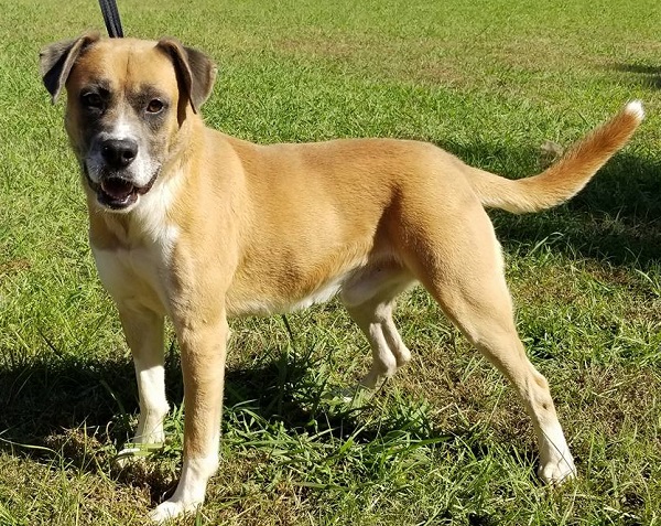 Pet of the Week, Nov. 14, 2017 – Norman