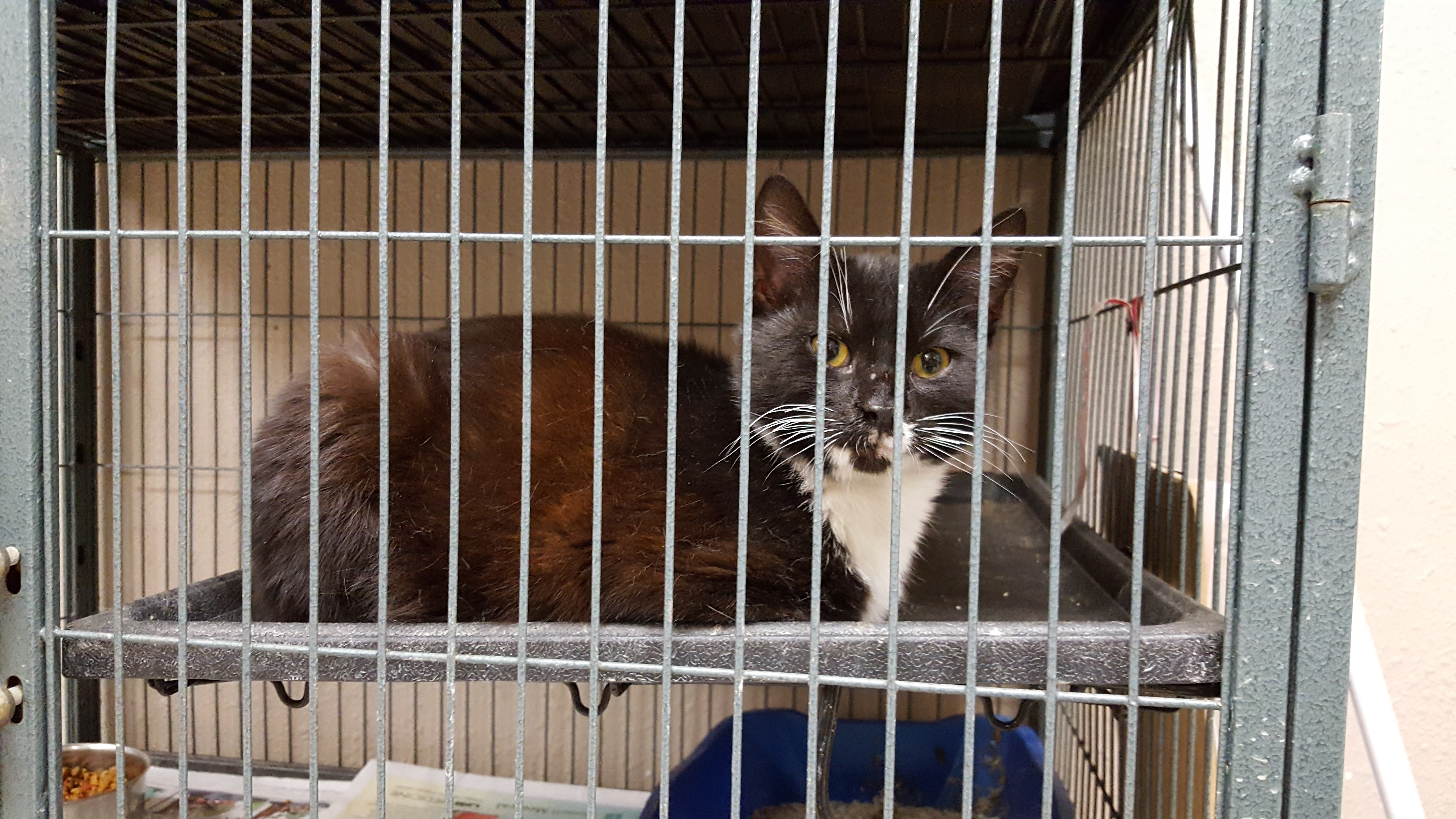 Pet of the Week, Dec. 5, 2017 – Holly