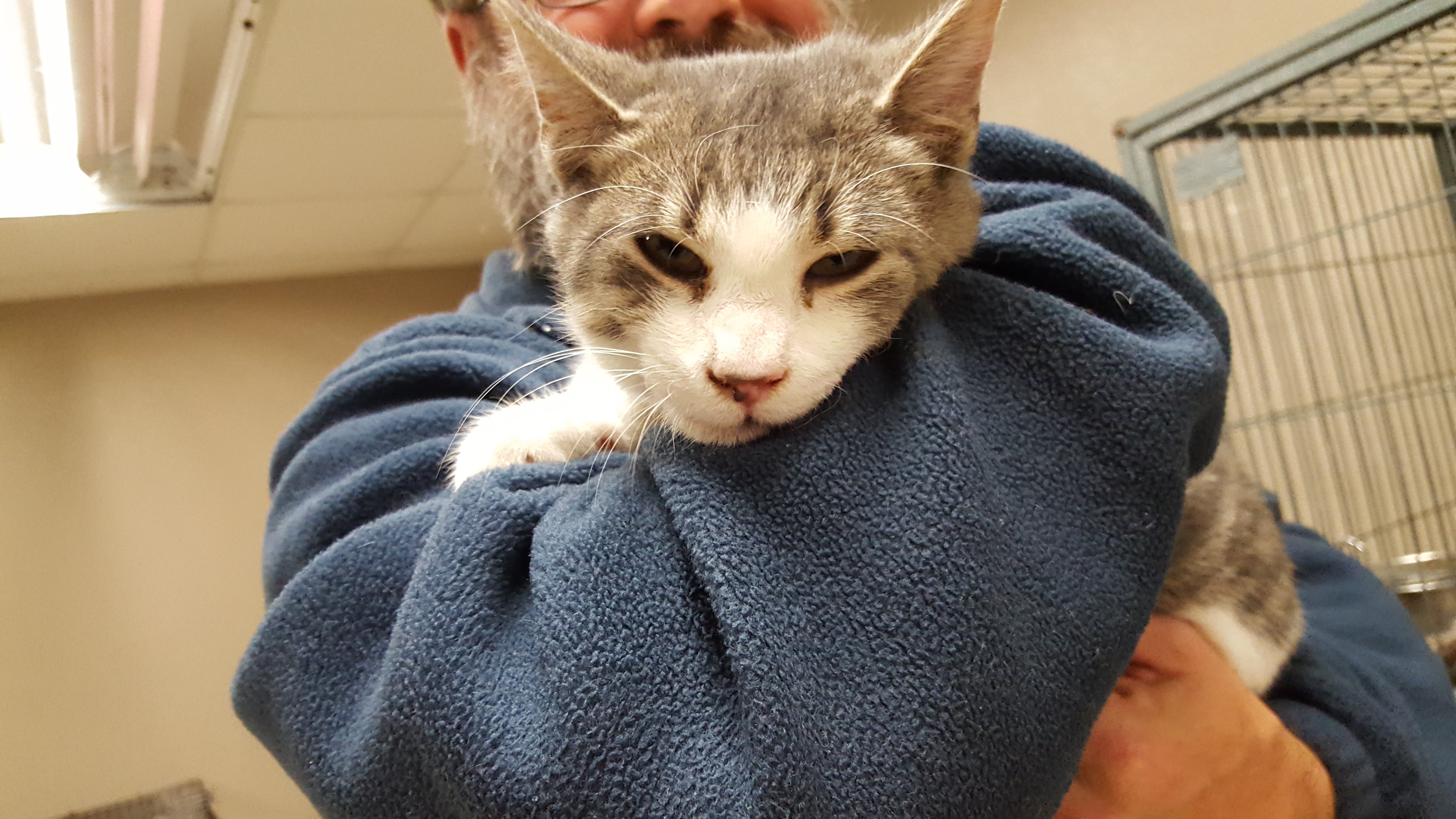 Pet of the Week, Dec. 19, 2017 – Cooper