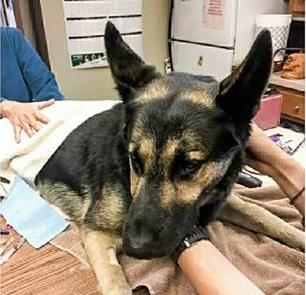 [WATCH NOW] Rescued dog found in fire recovering “day by day”; vet bills continue to mount