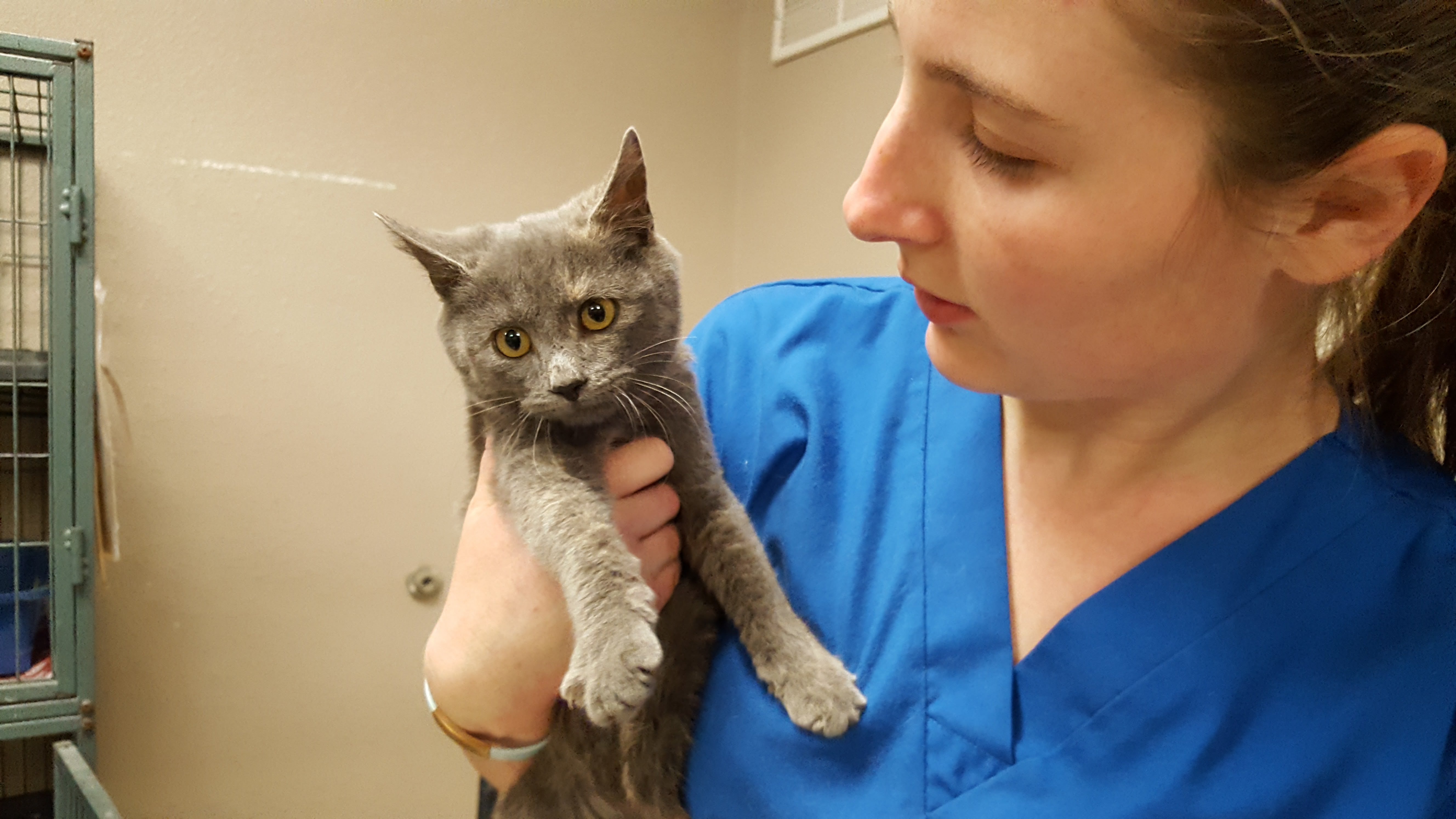 Pet of the Week, Jan. 2, 2017 – Gris