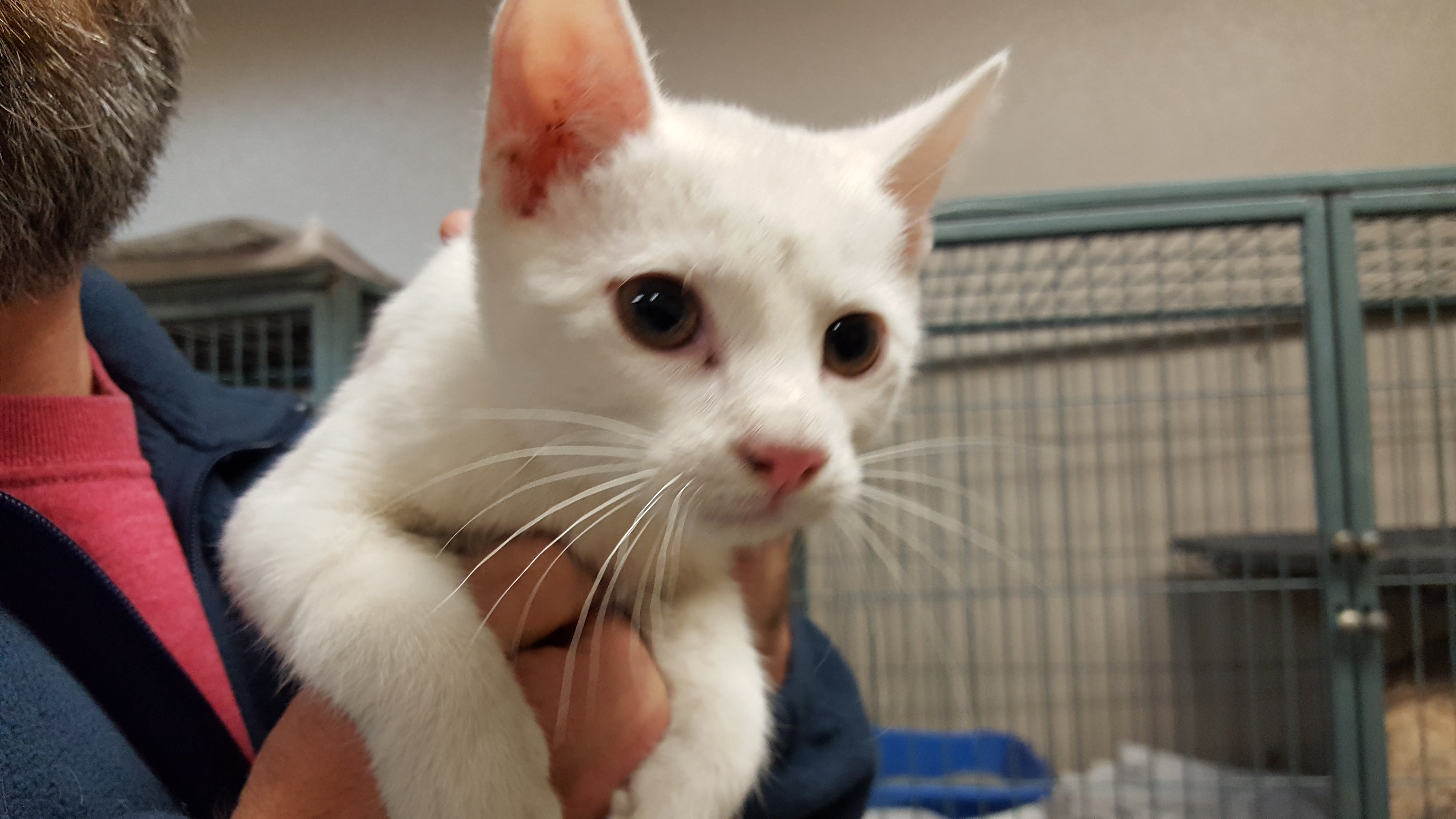 Pet of the Week, Jan. 8, 2018 – Lester