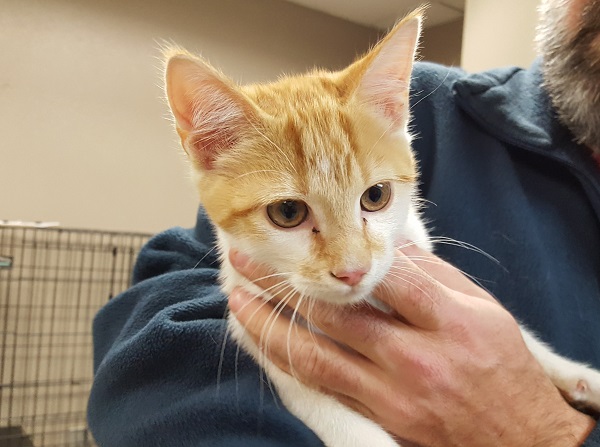 Pet of the Week, Jan. 16, 2017 – Peanut