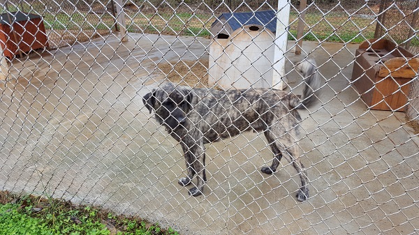 Pet of the Week, Feb. 20, 2018 – Beethoven