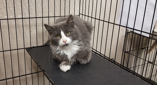 Pet of the Week, Feb. 27, 2018 – Sherlock