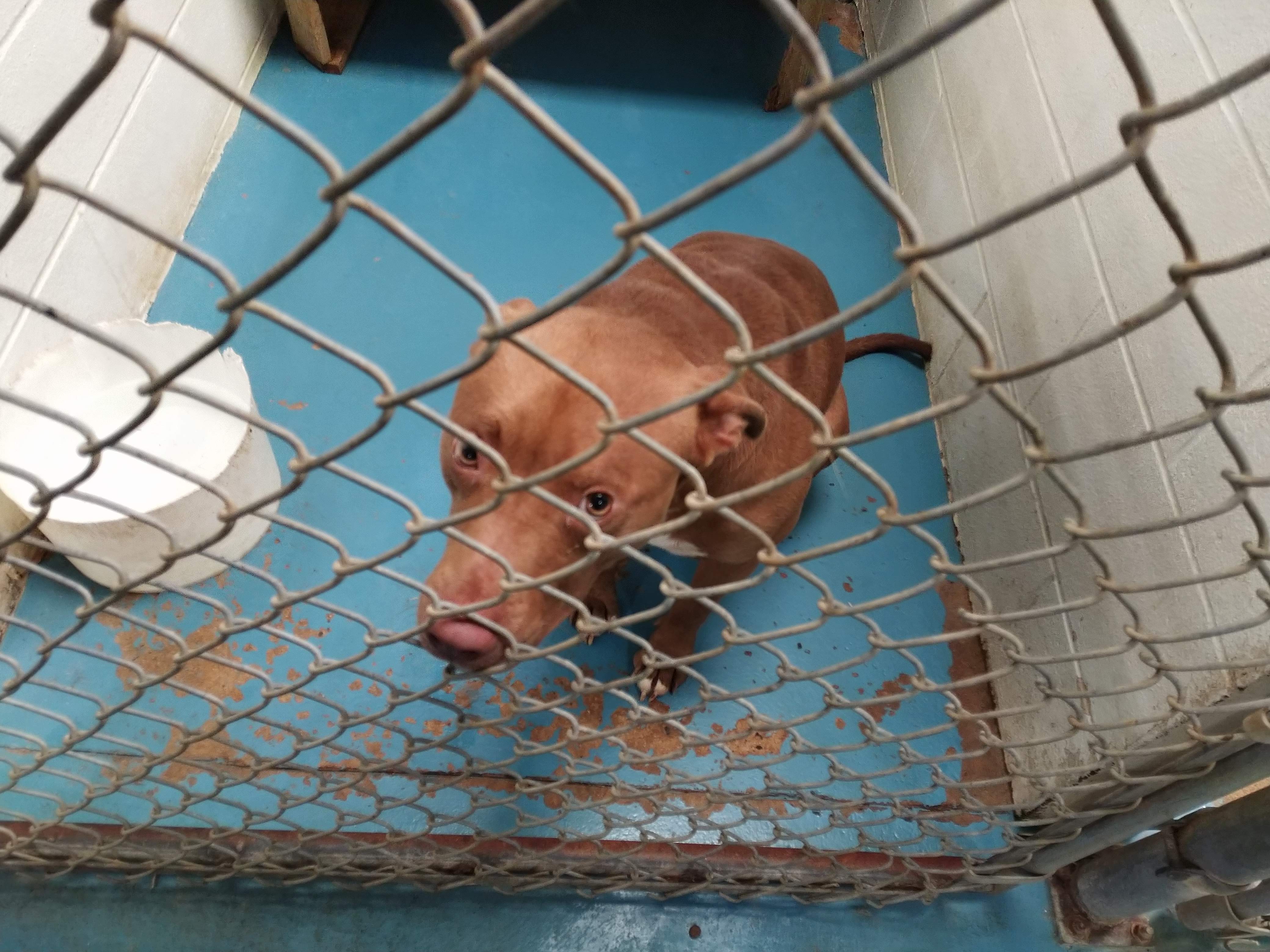 Pet of the Week, July 3, 2018 – Maurice