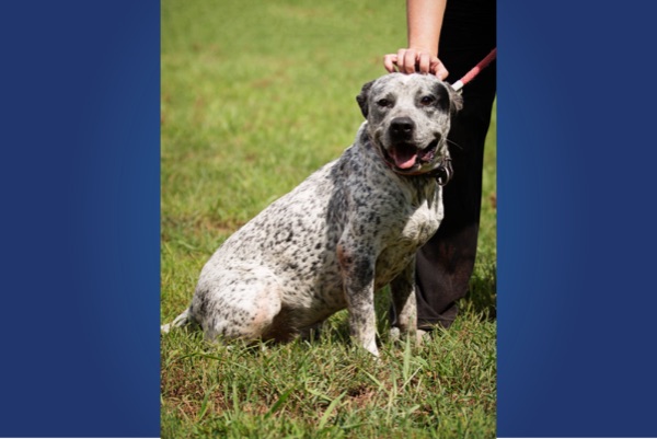 Pet of the Week, Oct. 9, 2018 – Conner