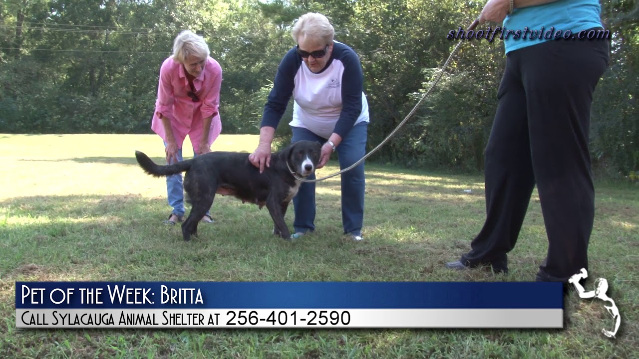 Pet of the Week, Oct. 30, 2018 – Britta