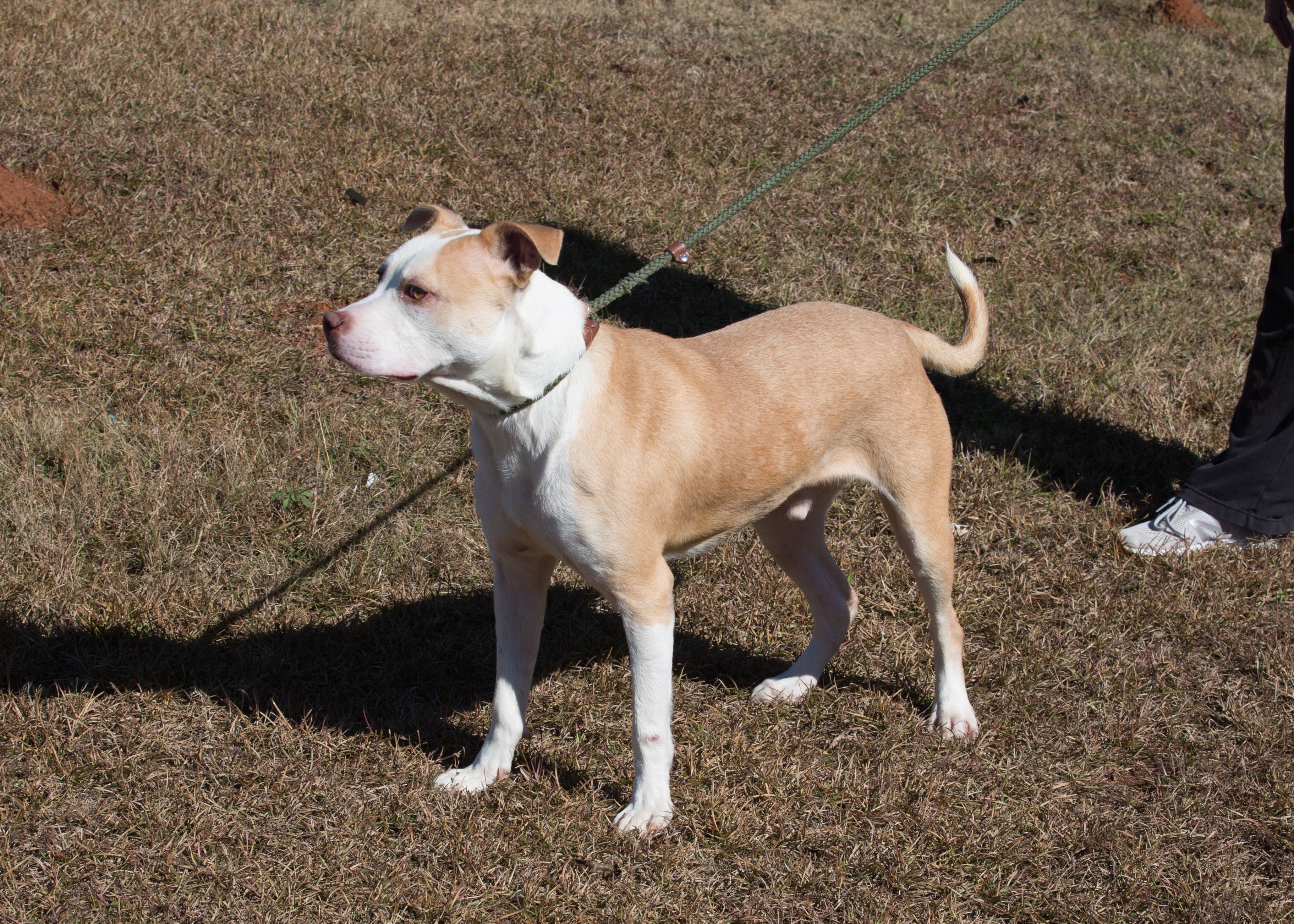 Pet of the Week, Nov. 27, 2018 – Dalton