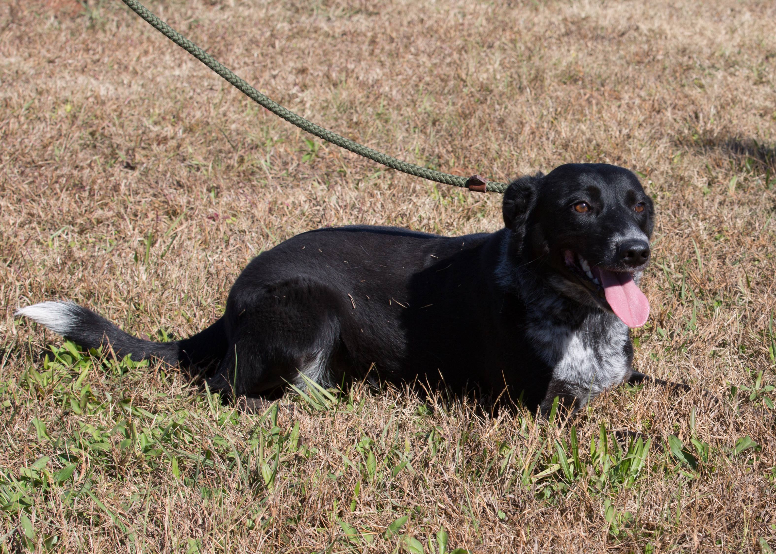 Pet of the Week, Dec. 4, 2108 – Giselle