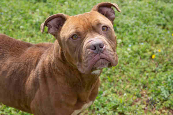 Pet of the Week, March 26, 2019 – Luke