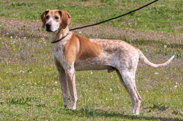 Pet of the Week, April 9, 2019 – Clampett