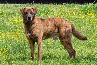 Pet of the Week, April 16, 2019 – Tigger