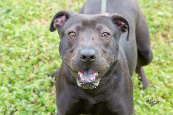 Pet of the Week, April 2, 2019 – Kendall