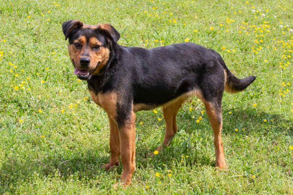 Pet of the Week, April 23, 2019 – Nora