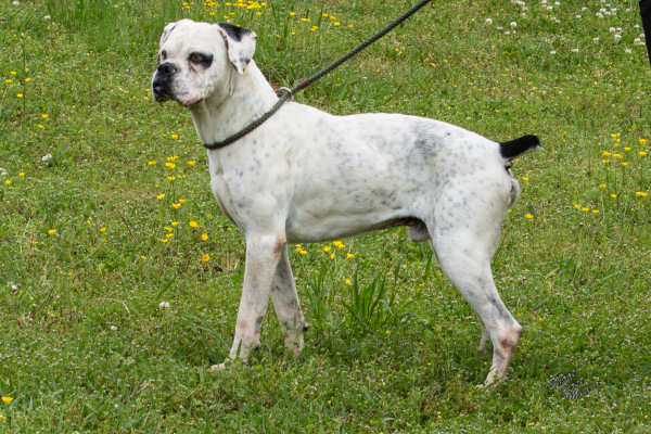 Pet of the Week, April 30, 2019 – Colby