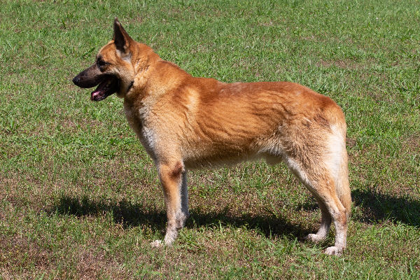 Pet of the Week, May 28, 2019 – Hugo