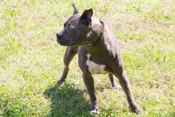 Pet of the Week, May 21, 2019 – Madeline