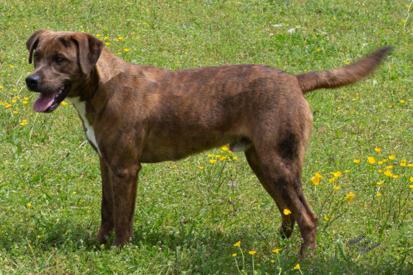 Pet of the Week, May 7, 2019 – Trevor