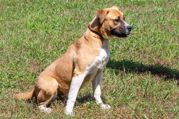 Pet of the Week, June 4, 2019 – Wiggles