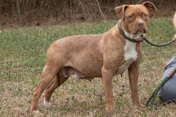 Pet of the Week, July 2, 2019 – Gracie