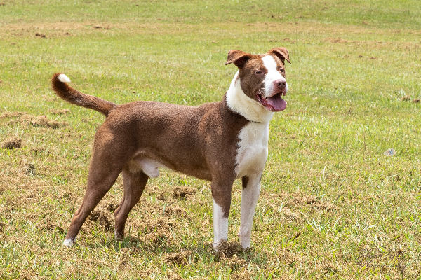 Pet of the Week, July 30, 2019 – Pinecrest