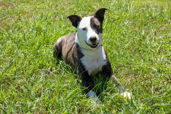 Pet of the Week, July 16, 2019 – Sweet Pea