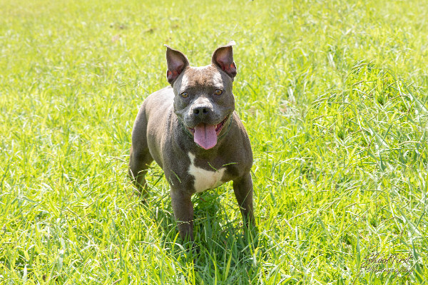 [WATCH] Pet of the Week, Sept. 17, 2019 – Madeline