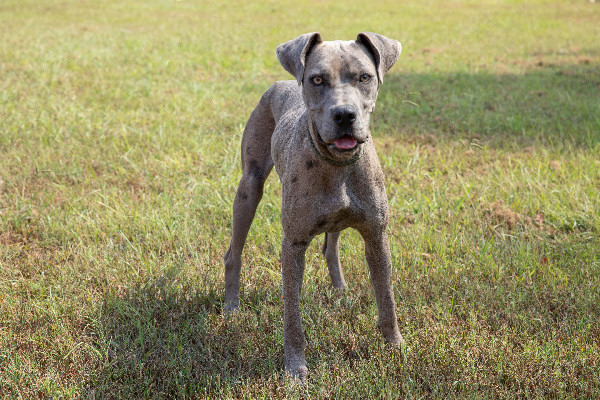 [WATCH] Pet of the Week, Oct. 15, 2019 – Jacinda