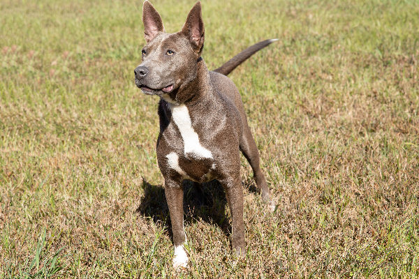 [WATCH] Pet of the Week, Nov. 19, 2019 – Erica