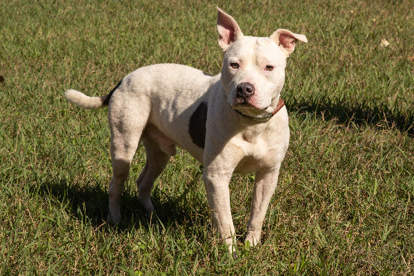 [WATCH] Pet of the Week, Nov. 12, 2019 – Ivan