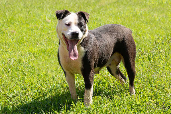 Pet of the Week, Jan. 21, 2020 – Kandi