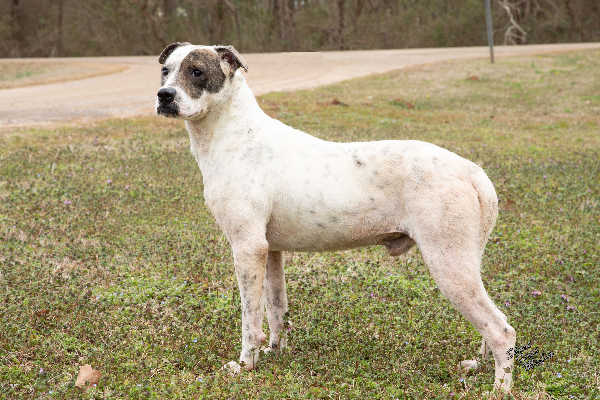 [WATCH] Pet of the Week, Jan. 28, 2020 – Maddox