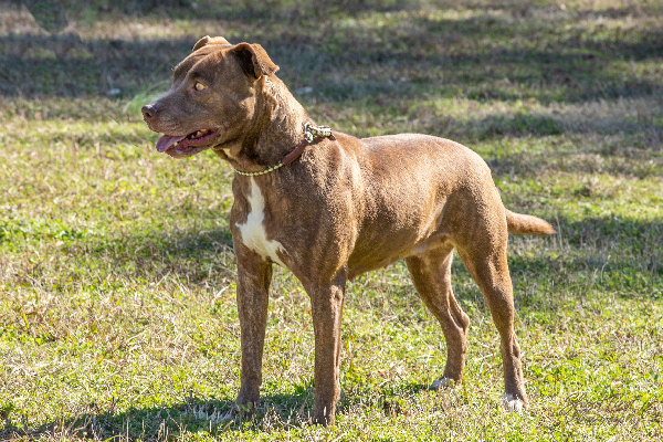 [WATCH] Pet of the Week, Feb. 4, 2020 – Sallie Mae