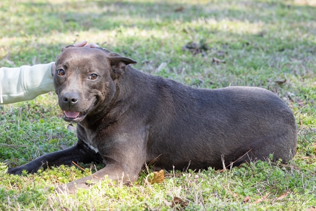 [WATCH] Pet of the Week, March 3, 2020 – Tillie