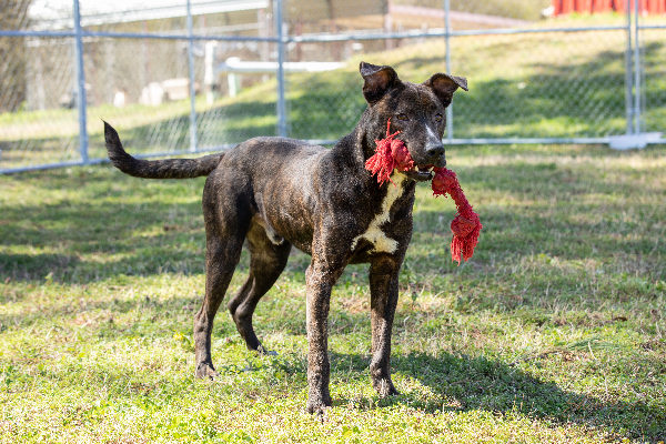 [WATCH] Pet of the Week, March 10, 2020 – Truman