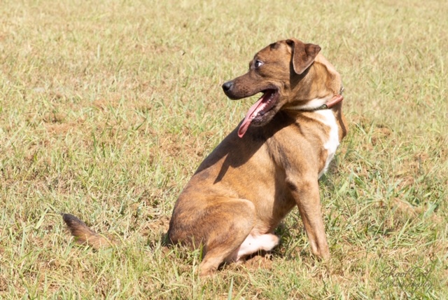 [WATCH] Pet of the Week, May 19, 2020 – Trevor