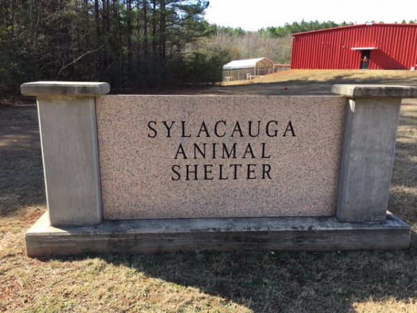 Greater Birmingham Humane Society begins feeding effort for dogs along Hwy 280