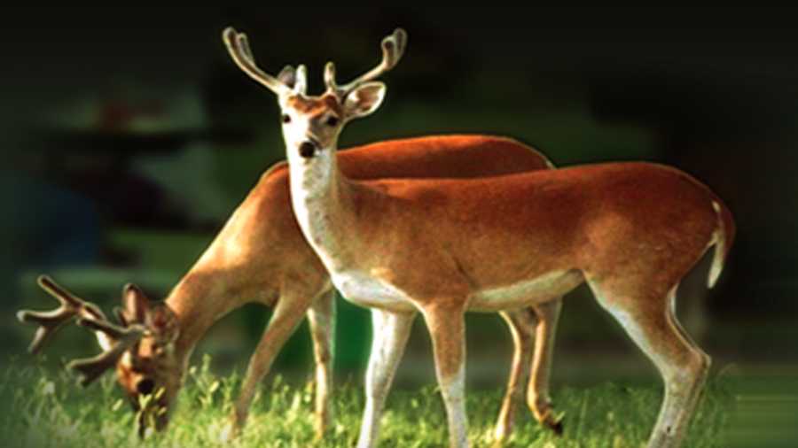 Game Check phone system back for hunters in Alabama