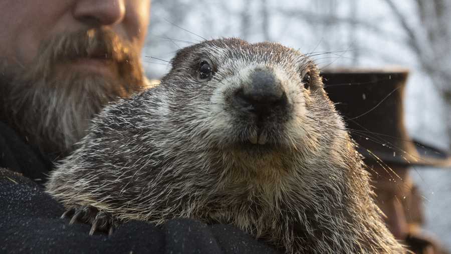 Punxsutawney Phil says there will be 6 more weeks of winter