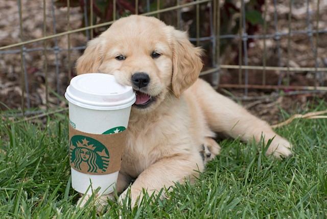 Starbucks taking up donations benefiting Sylacauga Animal Shelter