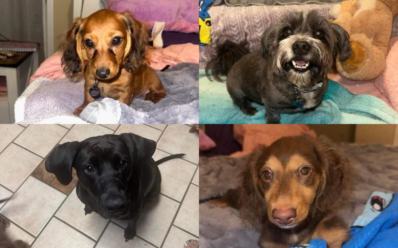 Sylacauga Firefighters rescue four family dogs from burning house