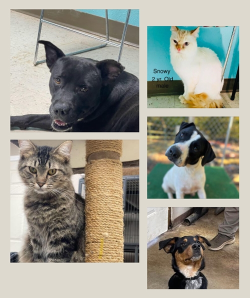 Sylacauga Shelter adoption fees are waived through the end of the year