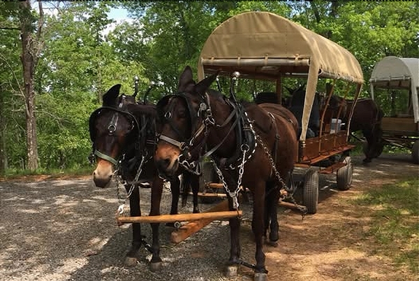 Mule Day 2025 is this Saturday, April 26 at the Weogufka Center